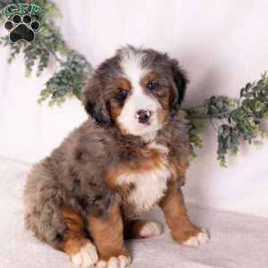 Marcus, Bernedoodle Puppy